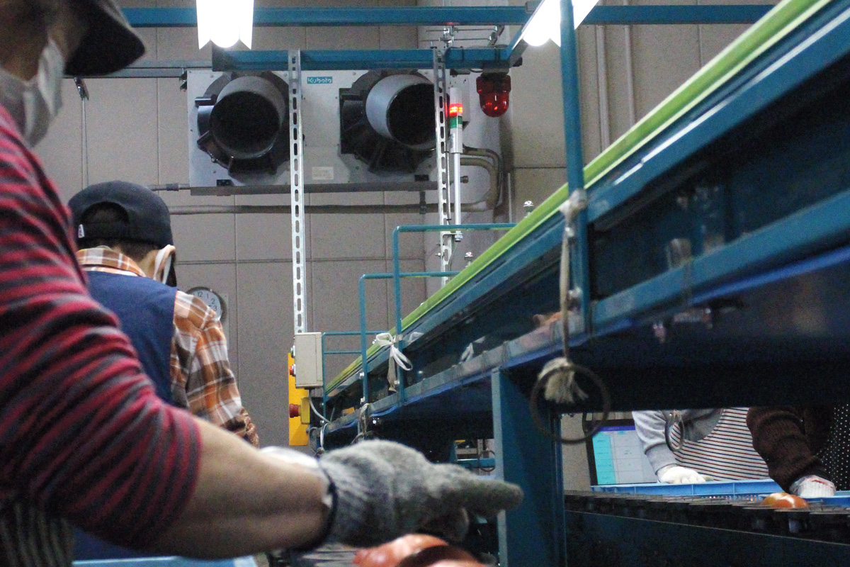 JAあいち海部  トマト選果場